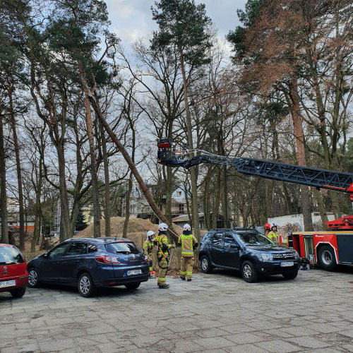 Przywiązywanie liny do pnia drzewa w celu obalenia na ziemię.