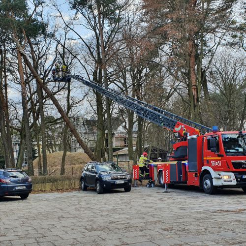 Oczyszczanie drzewa z wystających konarów przy wykorzystaniu drabiny z JRG Piaseczno.