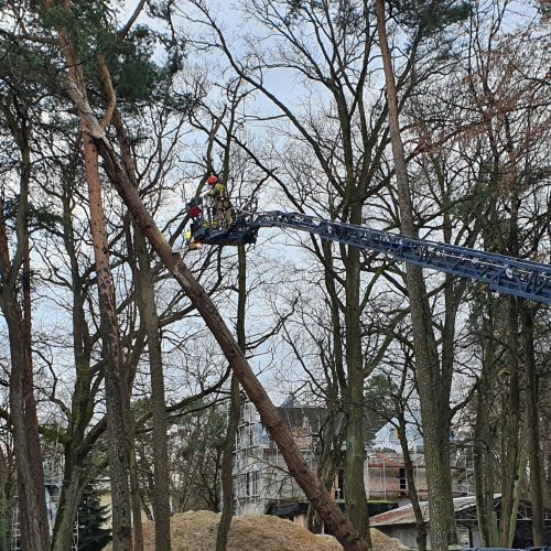 Oczyszczanie drzewa z wystających konarów przy wykorzystaniu drabiny z JRG Piaseczno.