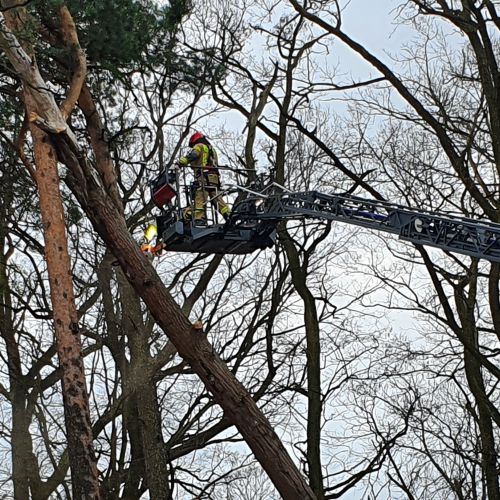 Oczyszczanie drzewa z wystających konarów przy wykorzystaniu drabiny z JRG Piaseczno.